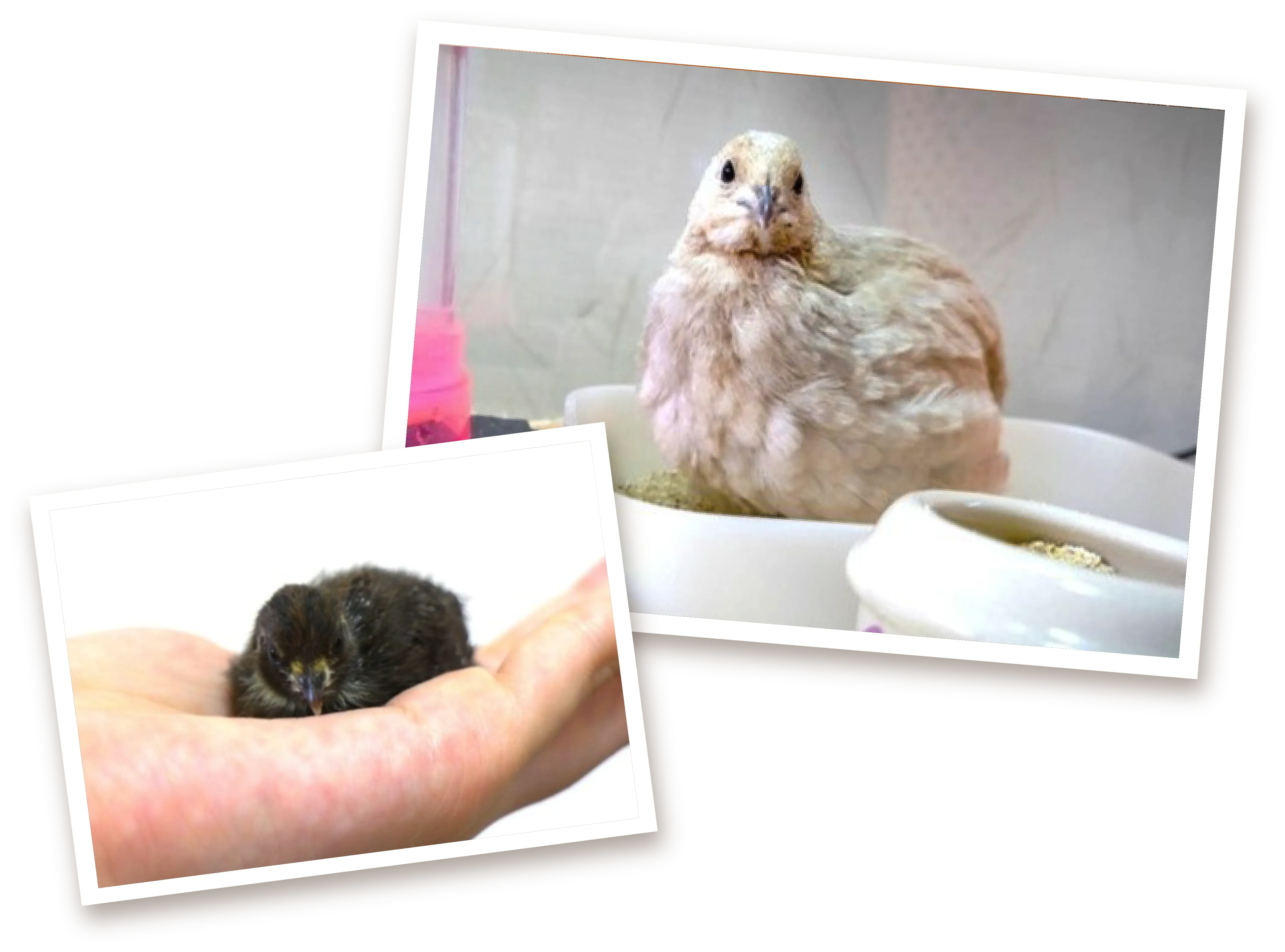 ヒメウズラ
