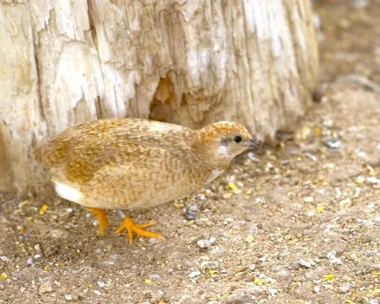 ヒメウズラ