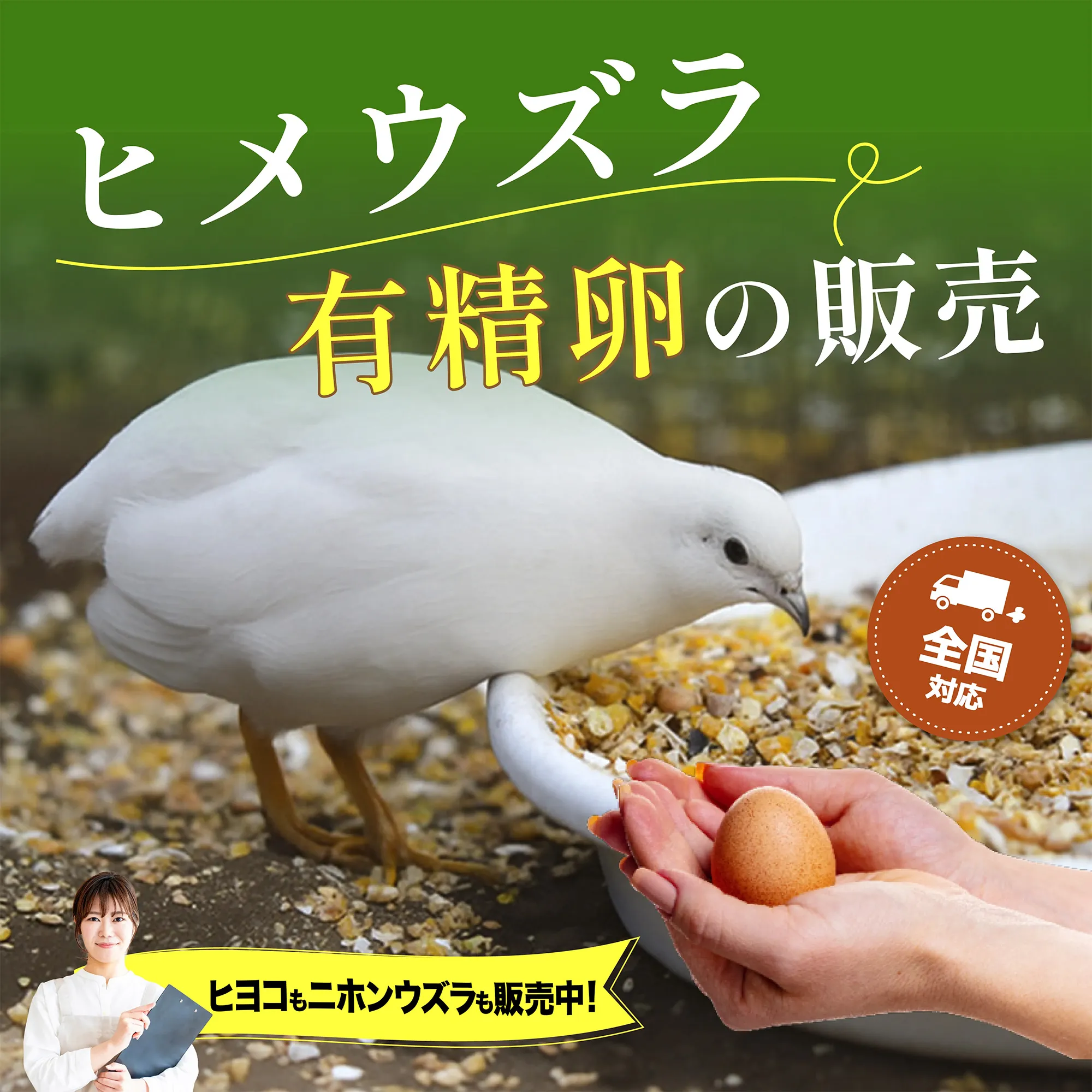 ヒメウズラ有精卵の販売