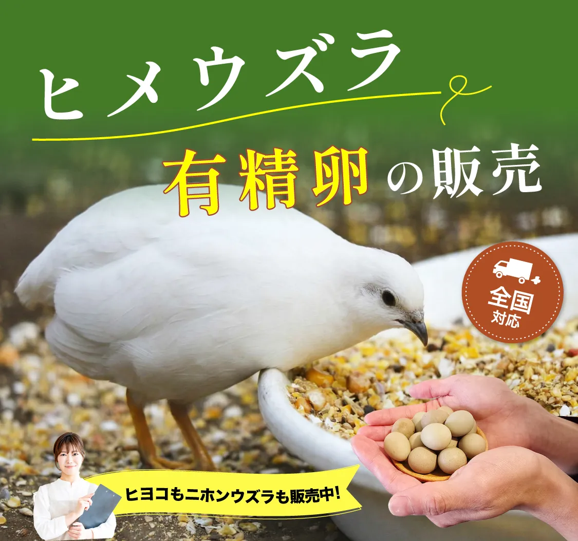 ヒメウズラ有精卵の販売