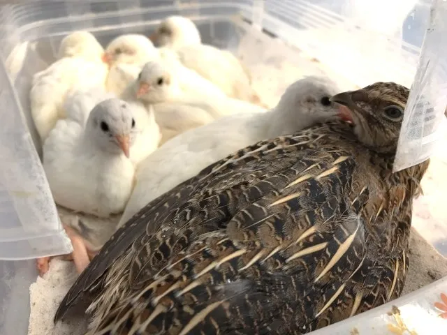 ヒメウズラ