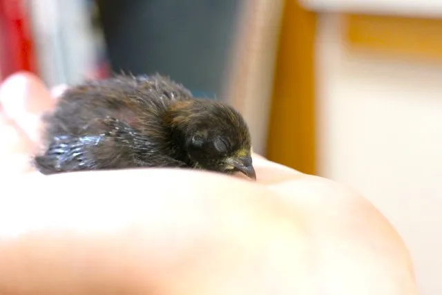 ヒメウズラ