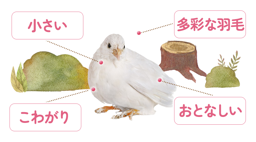 「小さい」「丸い」「耳が短い」「人懐っこい」ネザーランドワーフの写真