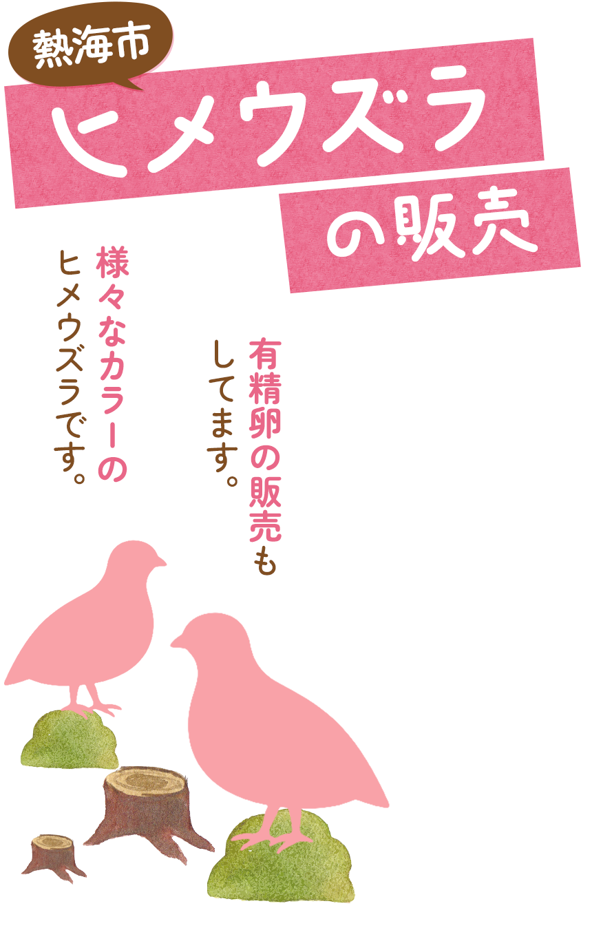 熱海市ヒメウズラの販売